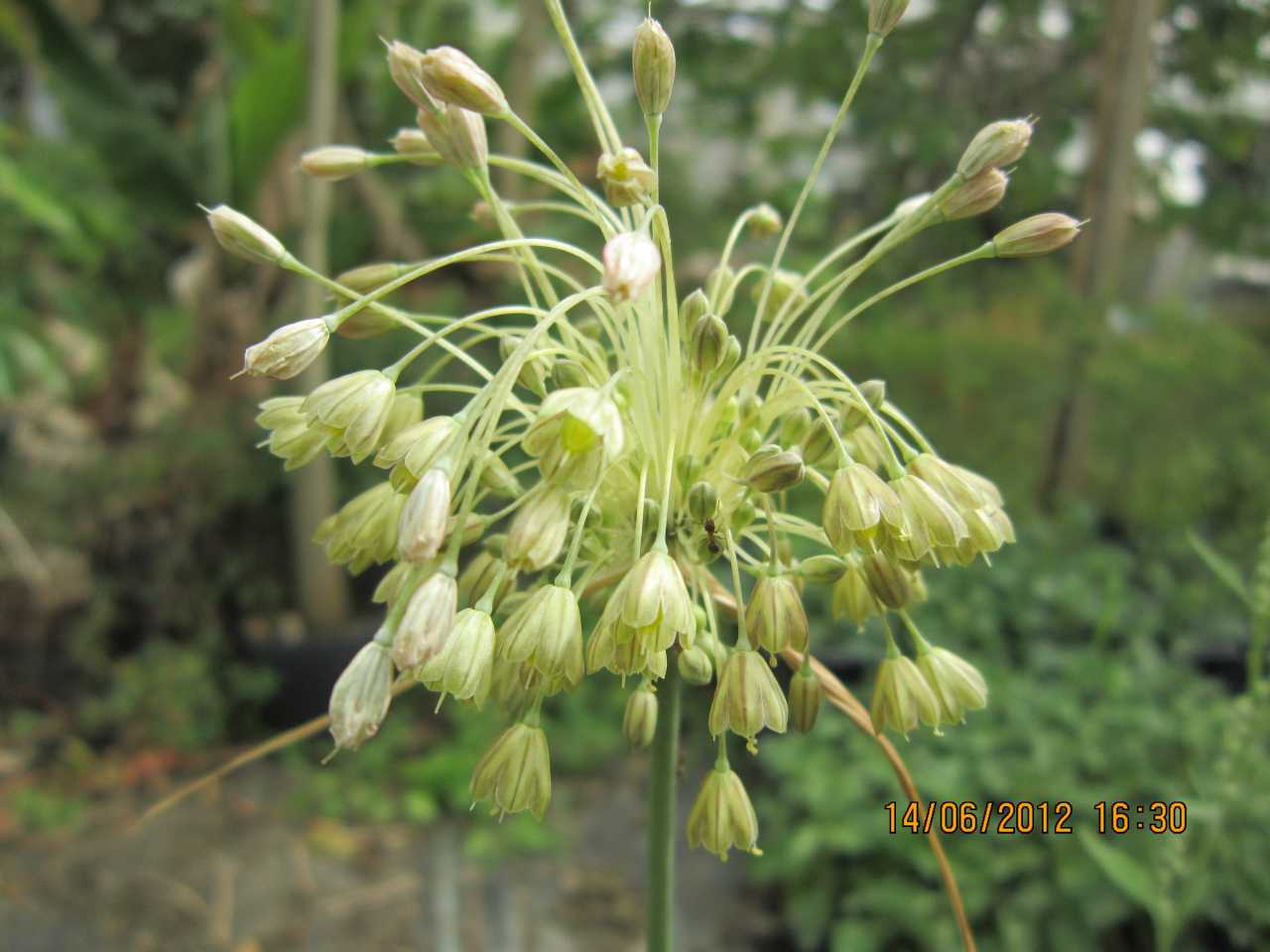 Allium ?